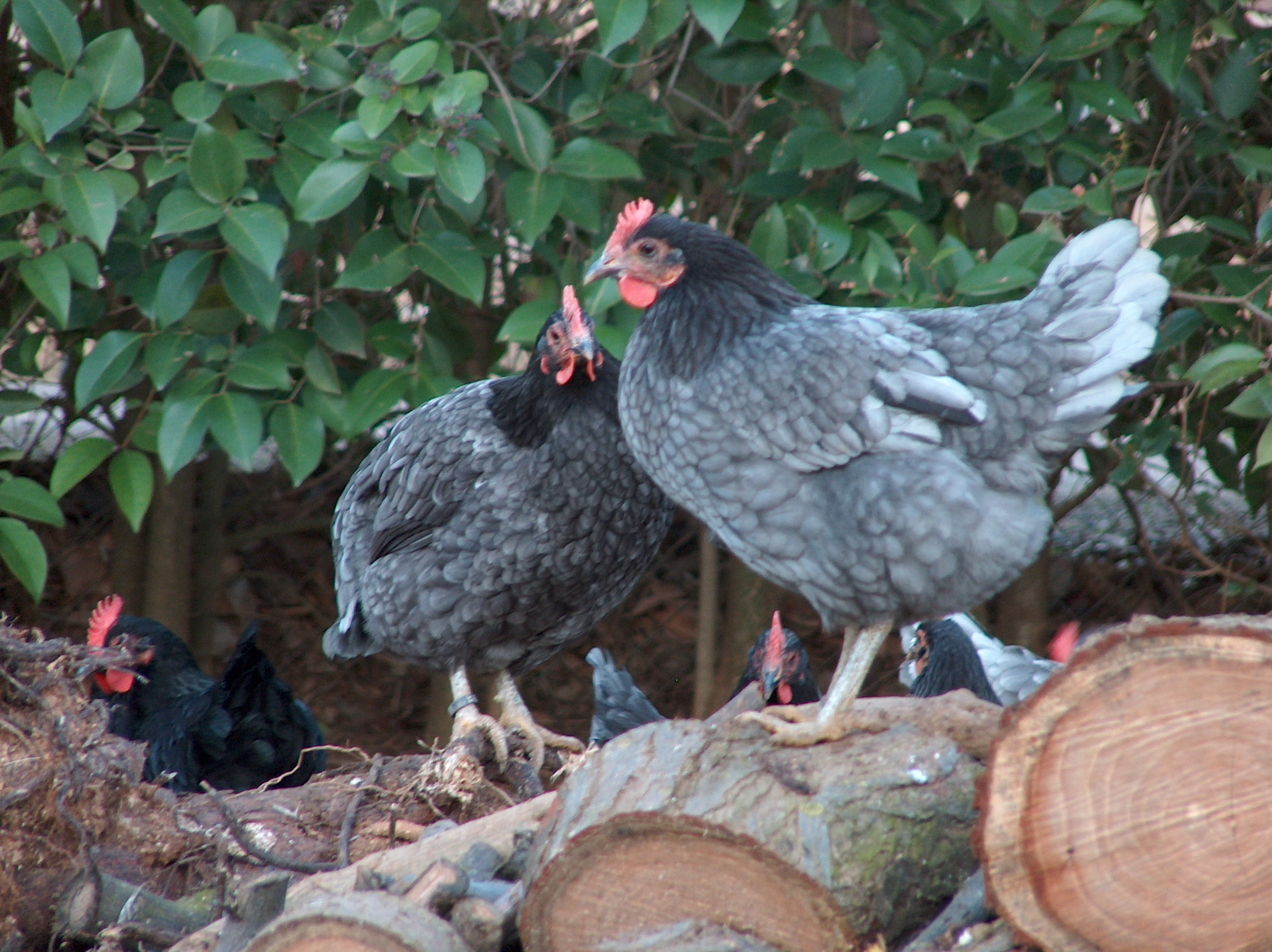 Remedios naturales para el bienestar de las gallinas