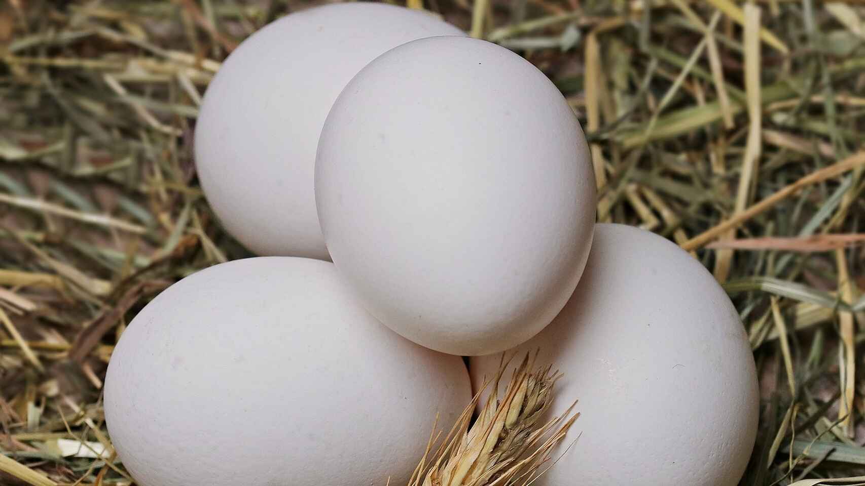 Curiosidades del huevo, el alimento natural más completo